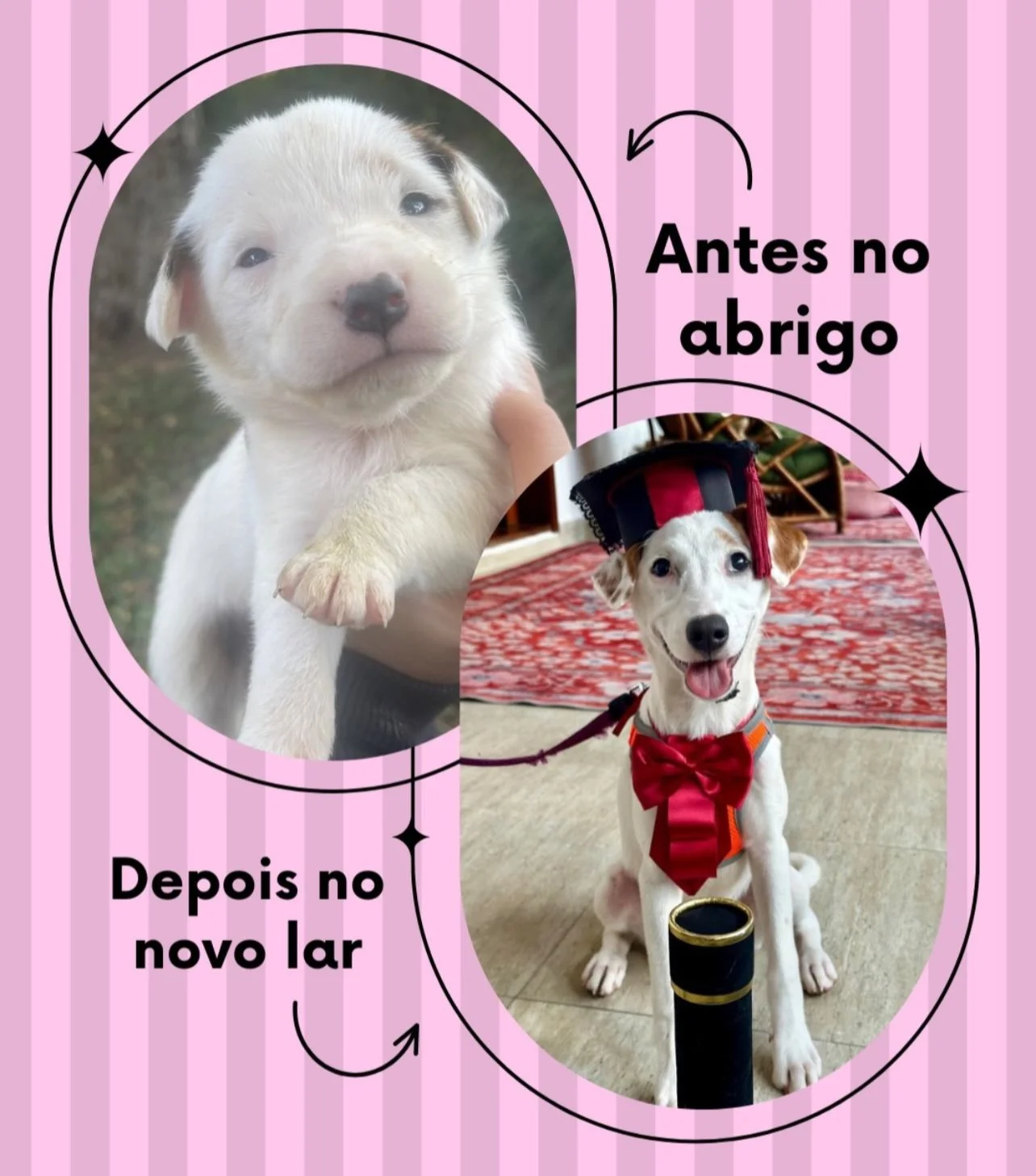 Transformação: antes no abrigo, depois no novo lar